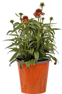 The Floral Shoppe Cone Flower Plant, 1 each