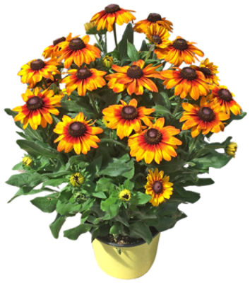 The Floral Shoppe Echibeckia Plant, 1 Each