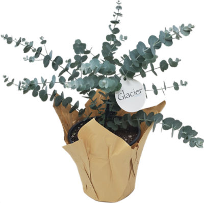 The Floral Shoppe Eucalyptus Plant, each