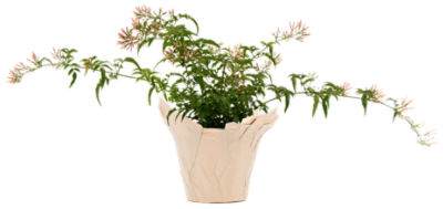 The Floral Shoppe Jasmine Plant, 1 each