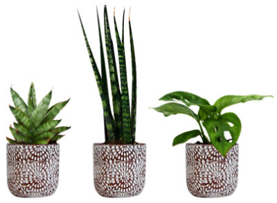 Foliage in Mini Concrete Pot, 1 each