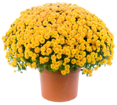 The Floral Shoppe Hardy Mum Plant, 1 each