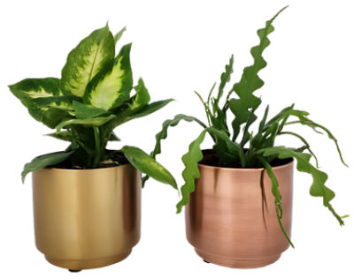 The Floral Shoppe Premium Foliage Plant, 1 each