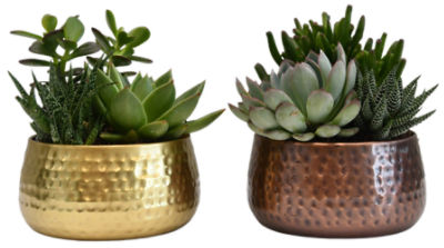 Succulent Plant in Tin Pot, 1 each