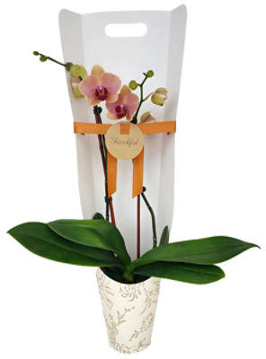 The Floral Shoppe Orchid in Gift Bag, 1 each