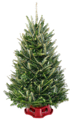 The Floral Shoppe Frasir Fir Table Top Tree, 1 each