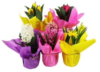 The Floral Shoppe Bulb Plants - Hyacinth, each