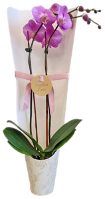 The Floral Shoppe Orchid in Ceramic in Gift Bag, 1 each