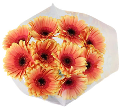 The Floral Shoppe Gerbera Daisy Bunch