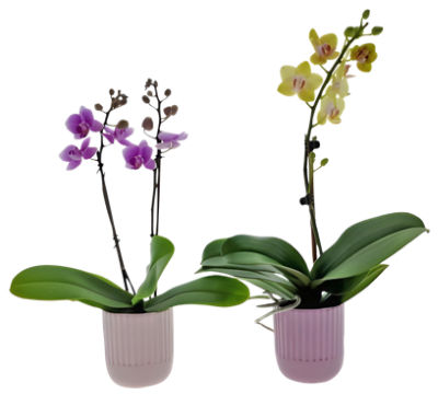 The Floral Shoppe Phalaenopsis Orchid Plant in Ceramic, 1 each