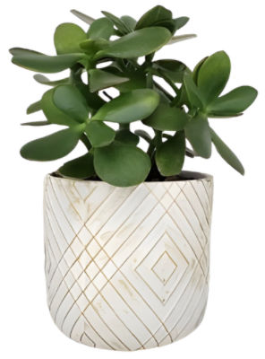 The Floral Shoppe Jade Plant in Concrete Planter, 1 each