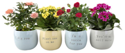 The Floral Shoppe Flowering Plant in Pun Pot, 1 each