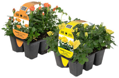 The Floral Shoppe Rosescape Plant, 1 each