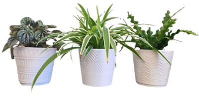 The Floral Shoppe Foliage Plant in Ceramic Pot, 1 each