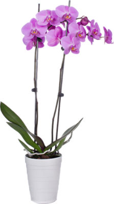 The Floral Shoppe Phalaenopsis Orchid, 1 each