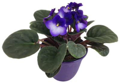 The Floral Shoppe African Violet Plant, 1 each