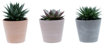 The Floral Shoppe Succulent in Clay Pot, 1 each