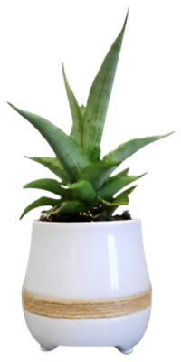 The Floral Shoppe Mini Green Plants in Ceramic