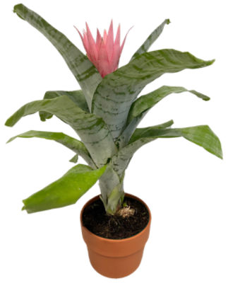 The Floral Shoppe Fasciata Plant, 1 each