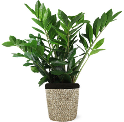 The Floral Shoppe Foliage in Seagrass Basket, 1 Each