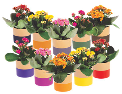 The Floral Shoppe Mini Kalanchoe Plant, each