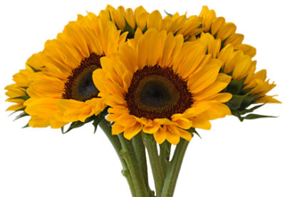 The Floral Shoppe Novelty Sunflower Bunch, 1 each