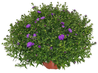 The Floral Shoppe Hardy Aster Plant, 1 each