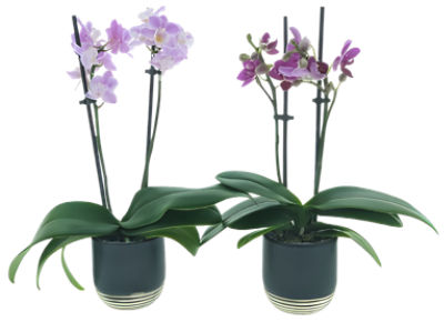 The Floral Shoppe Micro Orchid Plant, 1 each