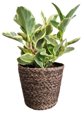 The Floral Shoppe Premium Foliage Plant 1 each