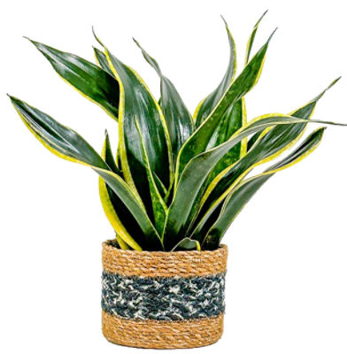 The Floral Shoppe Premium Foliage Plant, 1 each