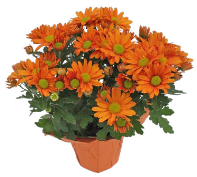 The Floral Shoppe Mum Plant, 1 each