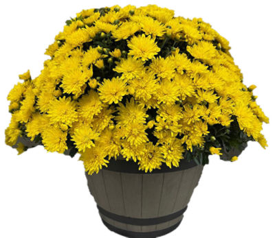 The Floral Shoppe Hardy Mum Plant, 1 each