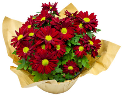 The Floral Shoppe Fleurette Mum Plant, 1 each