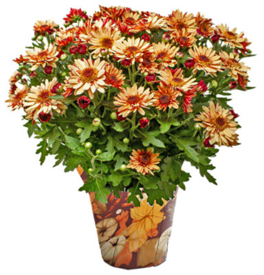 The Floral Shoppe Suntaste Mum Plant, 1 each