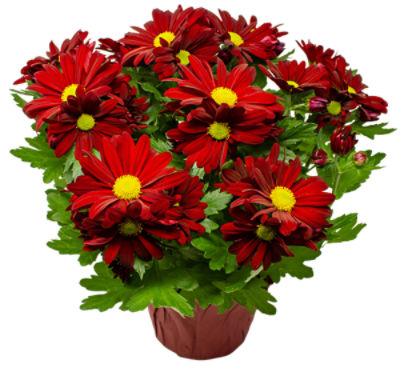 The Floral Shoppe Mum Plant, 6", Colors May Vary