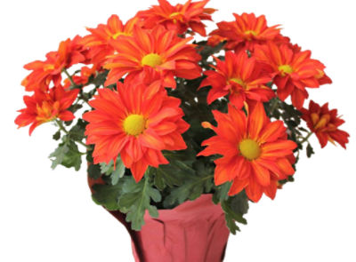 The Floral Shoppe Pelee Mum Plant, 6" Pot, Colors May Vary