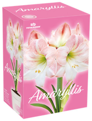 The Floral Shoppe Amaryllis Gift Kit, Colors May Vary