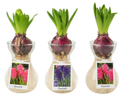 The Floral Shoppe Hyacinth Plant, 1 each