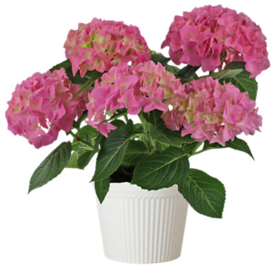 The Floral Shoppe Multi Bloom Hydrangea Plant, each