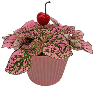 The Floral Shoppe Pink Splash Plant