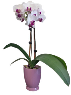 The Floral Shoppe Phalaenopsis Orchid Plant