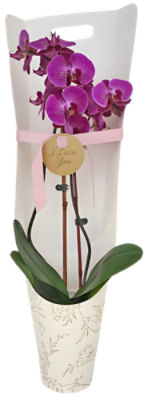 The Floral Shoppe Phalaenopsis Orchid Plant