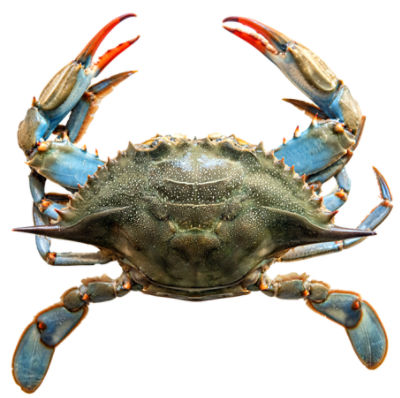 Wild Caught Live Blue Crabs, 1 each