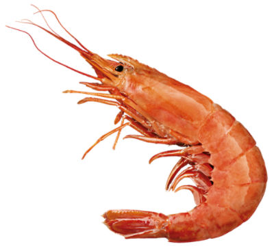 Wild Caught Red Argentine Shrimp, Head-On, 4 – 9 shrimp per pound