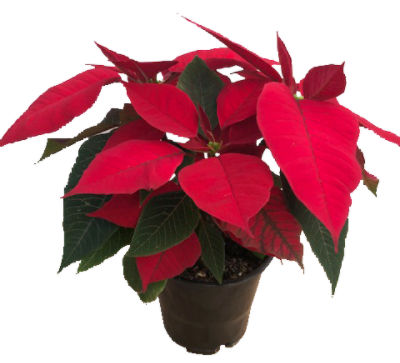 The Floral Shoppe Branched Poinsettia Plant, 1 each, 1 Each