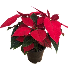 The Floral Shoppe Branched Poinsettia Plant, 4.5 in., 1 Each