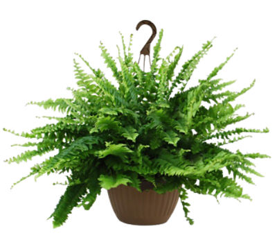 The Floral Shoppe Boston Fern Hanging Basket, 1 each ShopRite