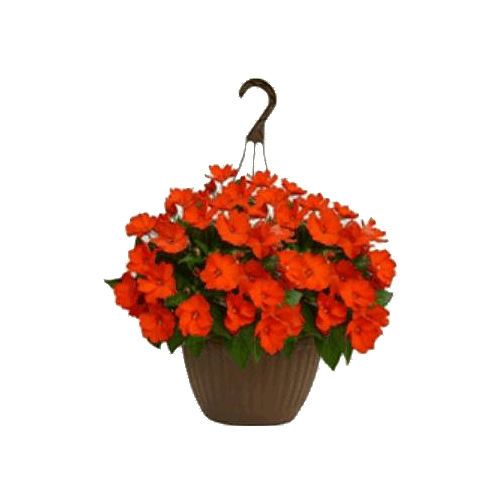 The Floral Shoppe Flowering Annual Plants, 1 each