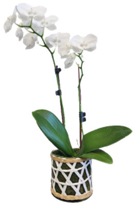 The Floral Shoppe Orchid in Glass, 1 each