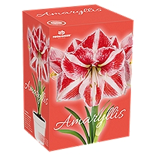 The Floral Shoppe Amaryllis Gift Kits, 1 Each